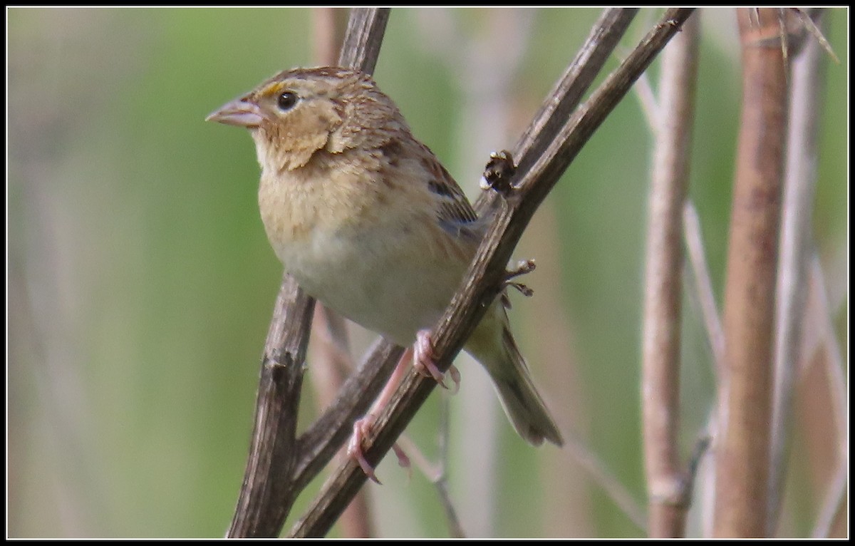 Grasshopper Sparrow - ML619315955