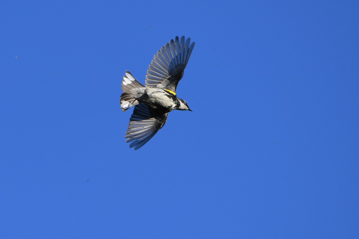 Yellow-rumped Warbler - Alex Plamondon