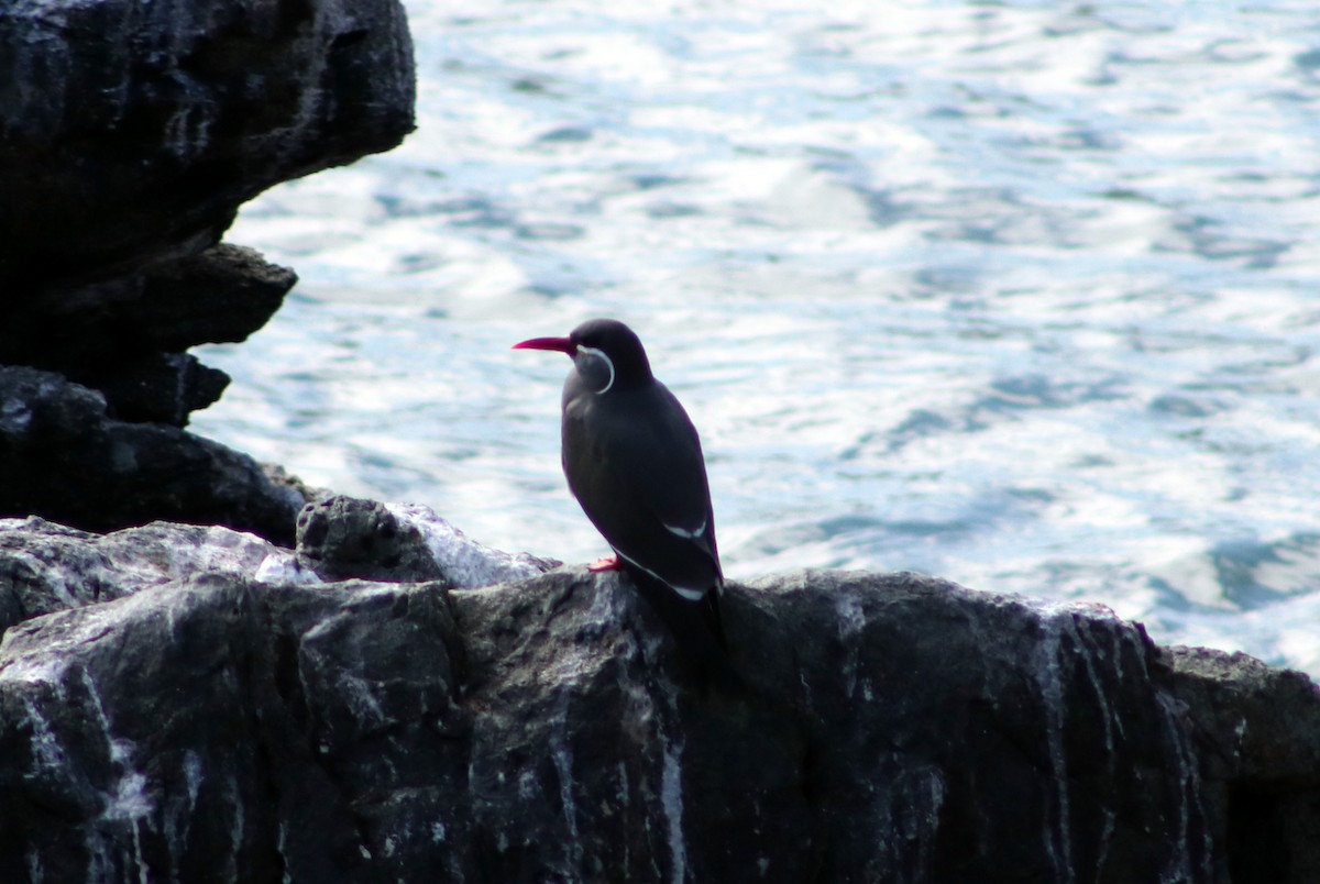 Inca Tern - ML619315975