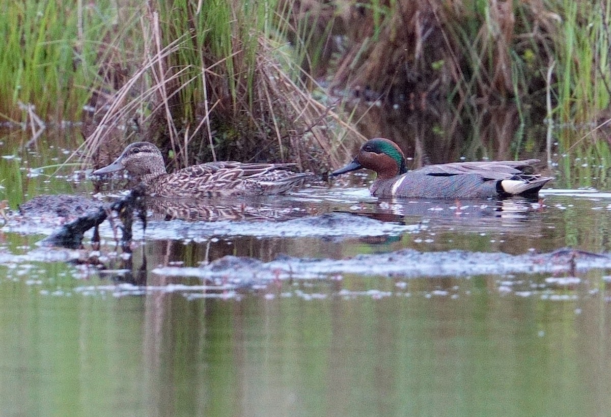 Green-winged Teal - Bill Thompson