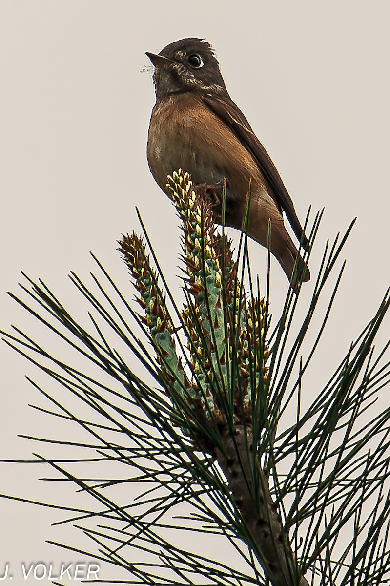 Ferruginous Flycatcher - ML619315993