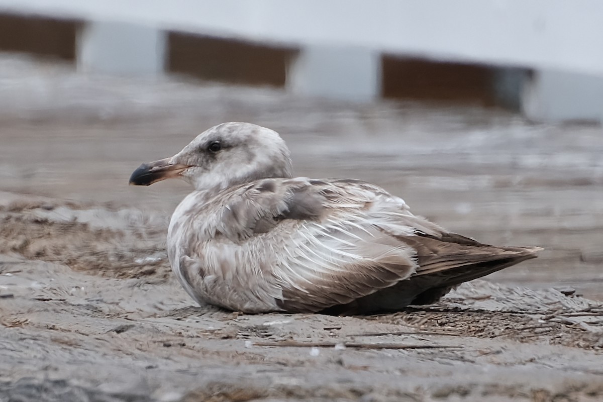 Western Gull - Anita Gould