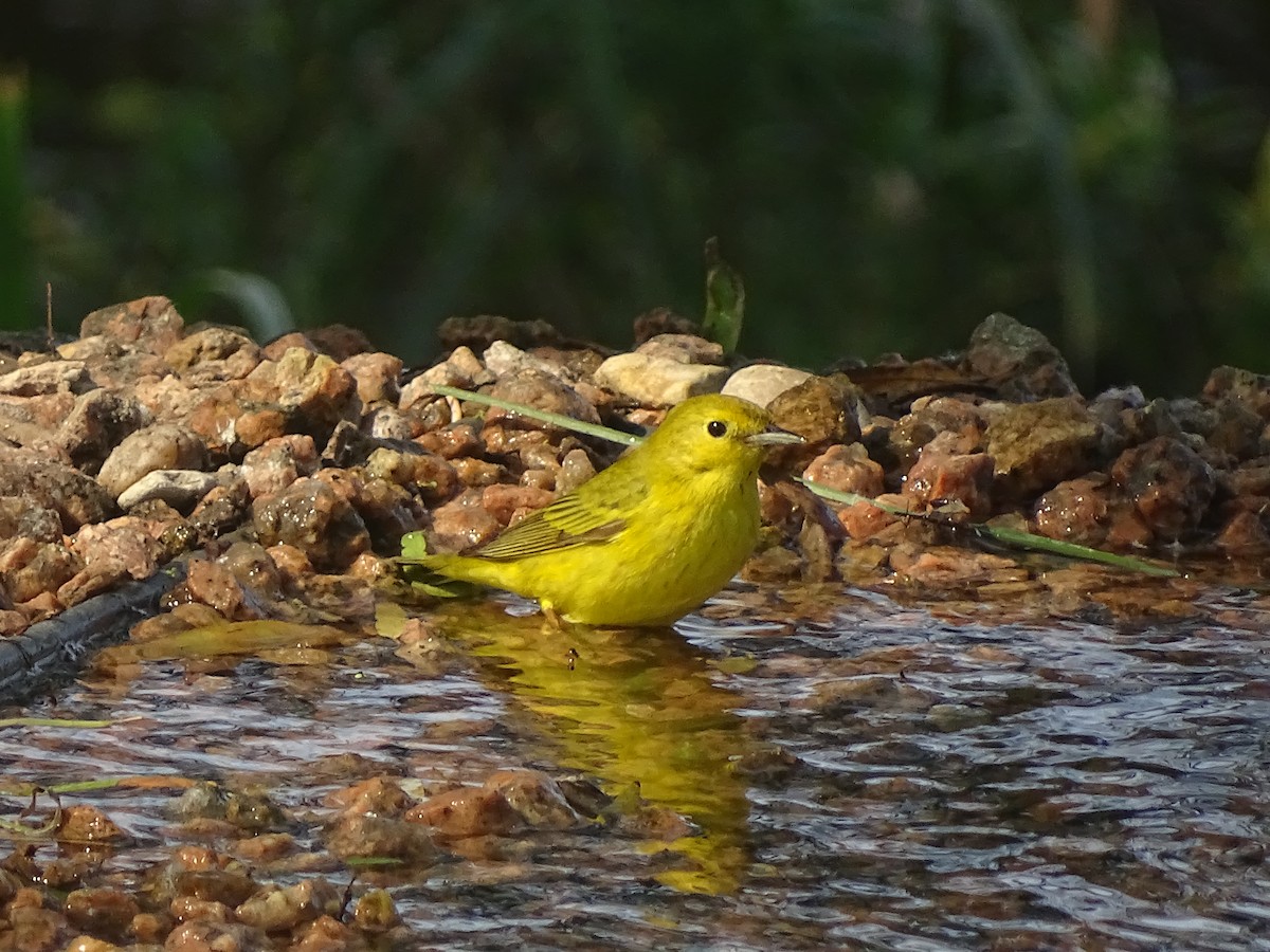 Yellow Warbler - Baylor Cashen
