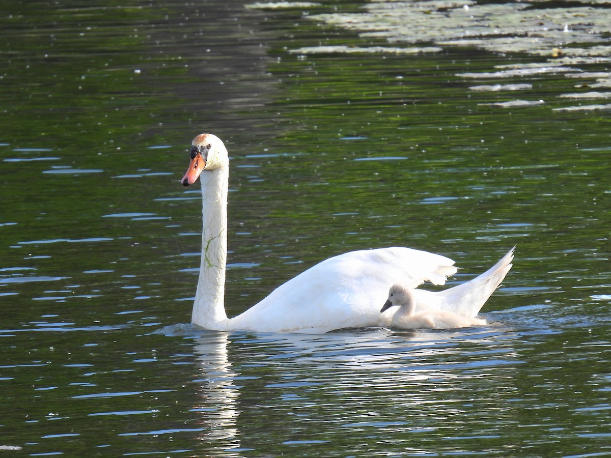 Mute Swan - Joan K