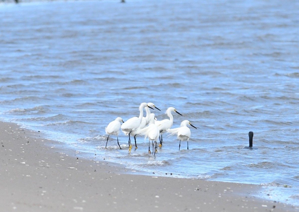 Snowy Egret - ML619316051