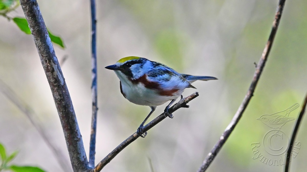 Chestnut-sided Warbler - Raymond Paris