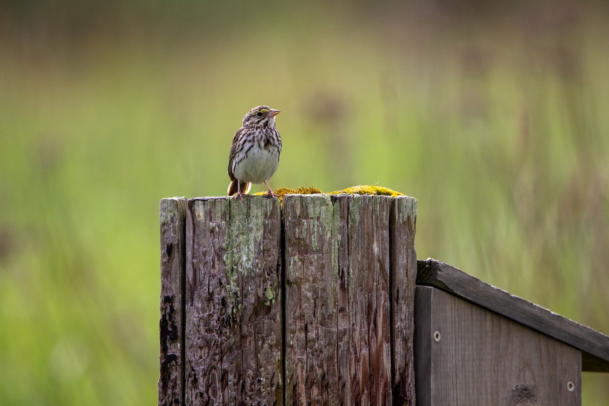 Savannah Sparrow - ML619316076