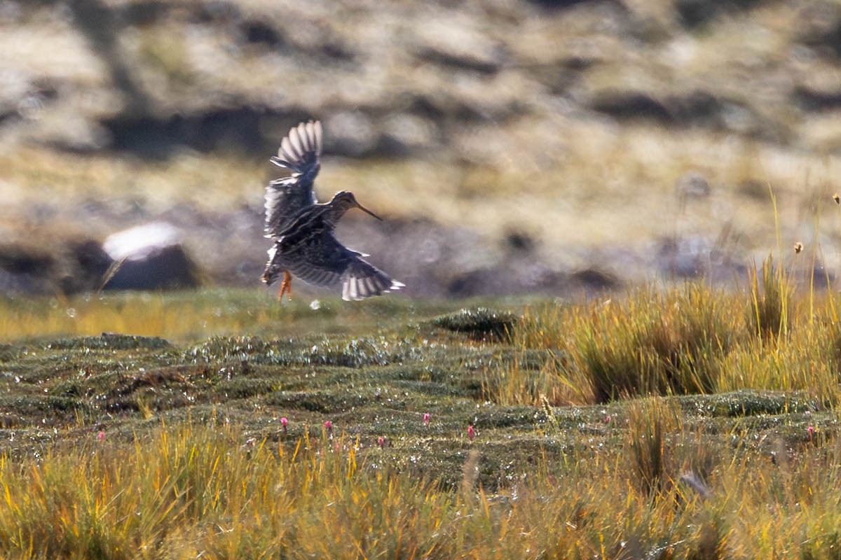 Puna Snipe - ML619316091