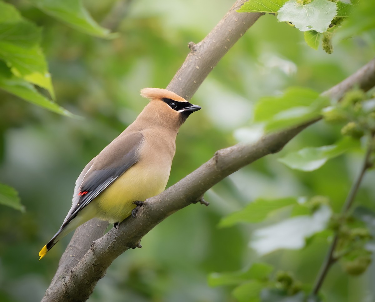 Cedar Waxwing - Erica Heusser