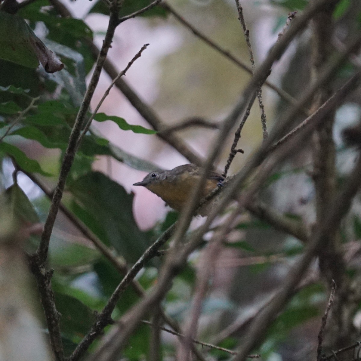 White-flanked Antwren - Daniel M Haddad - RJ