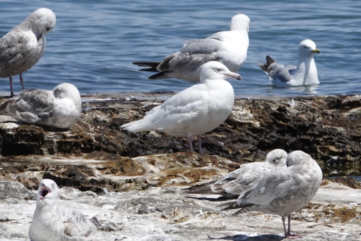 Glaucous Gull - Melissa Kesling