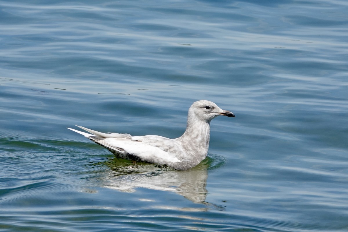 Goéland arctique - ML619316133