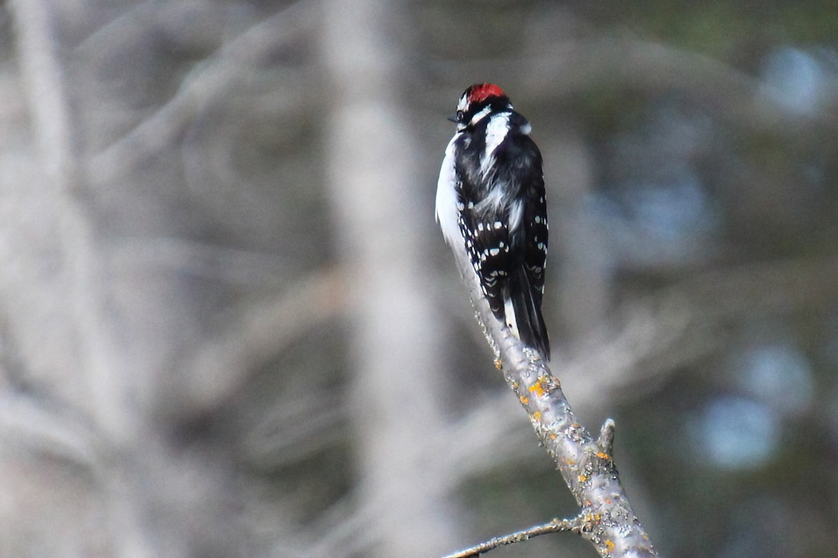 Downy Woodpecker - Elaine Cassidy