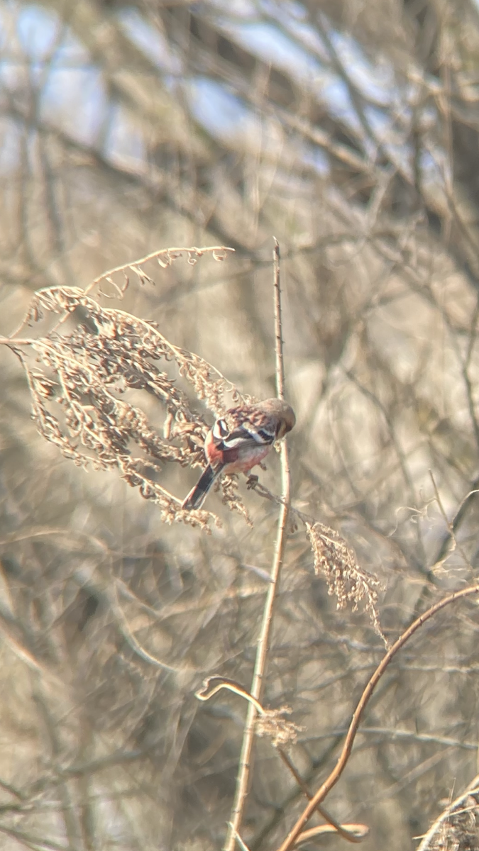 Long-tailed Rosefinch - Jonathan Green