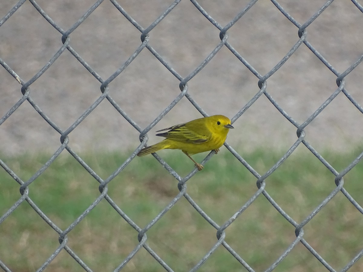 Yellow Warbler - Baylor Cashen