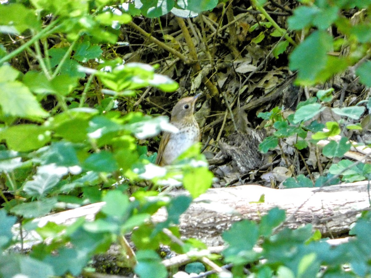 Hermit Thrush - Sarah Leslie