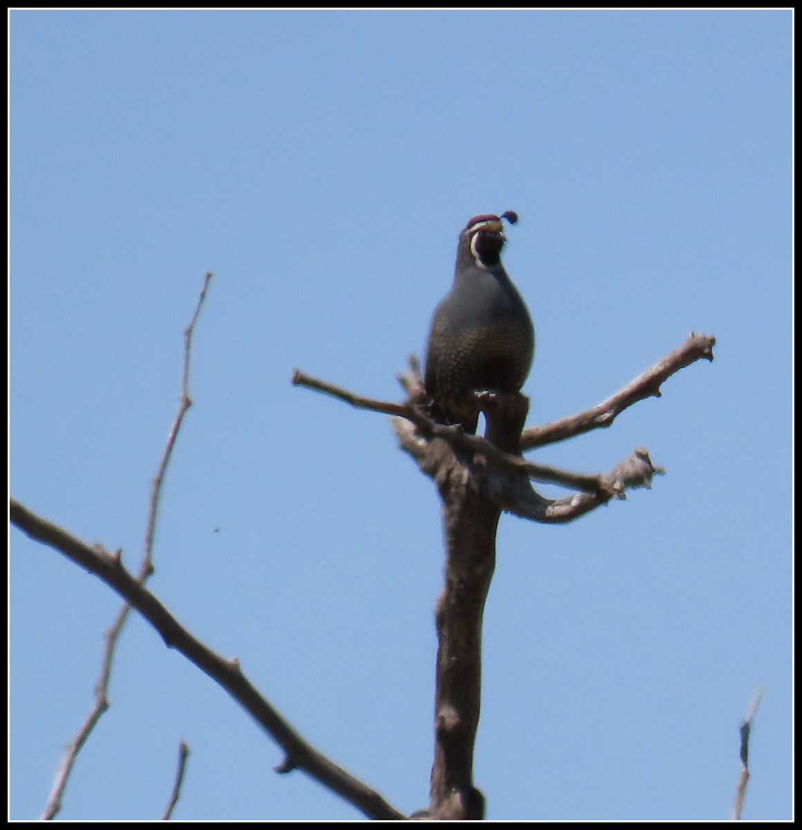 California Quail - ML619316229