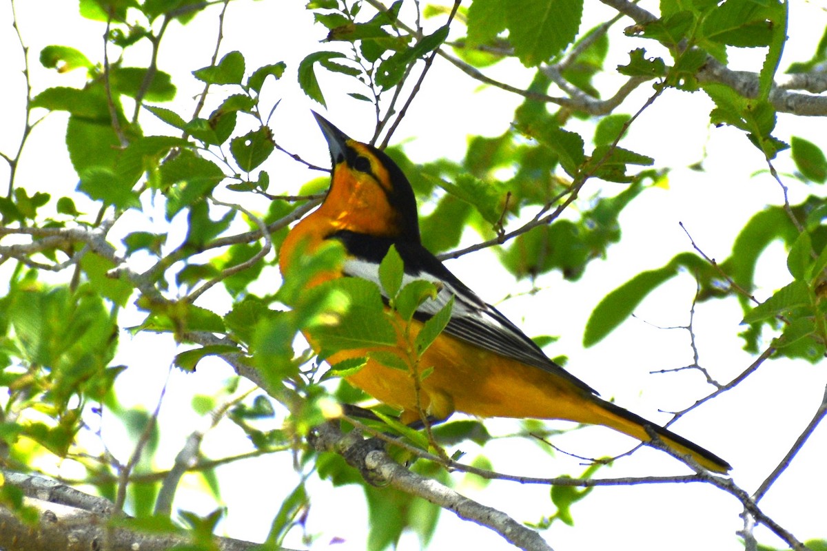 Bullock's Oriole - Cate de la Garza Millard