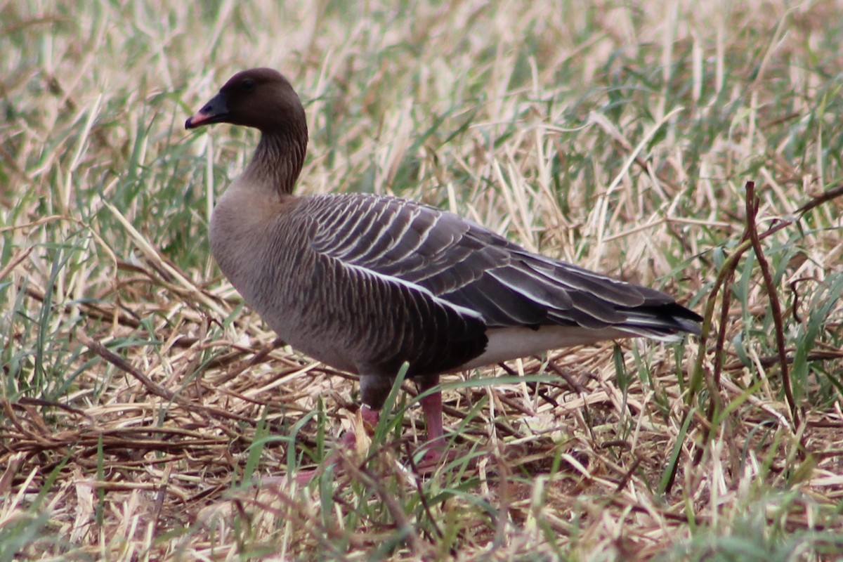 Pink-footed Goose - Miguel Appleton