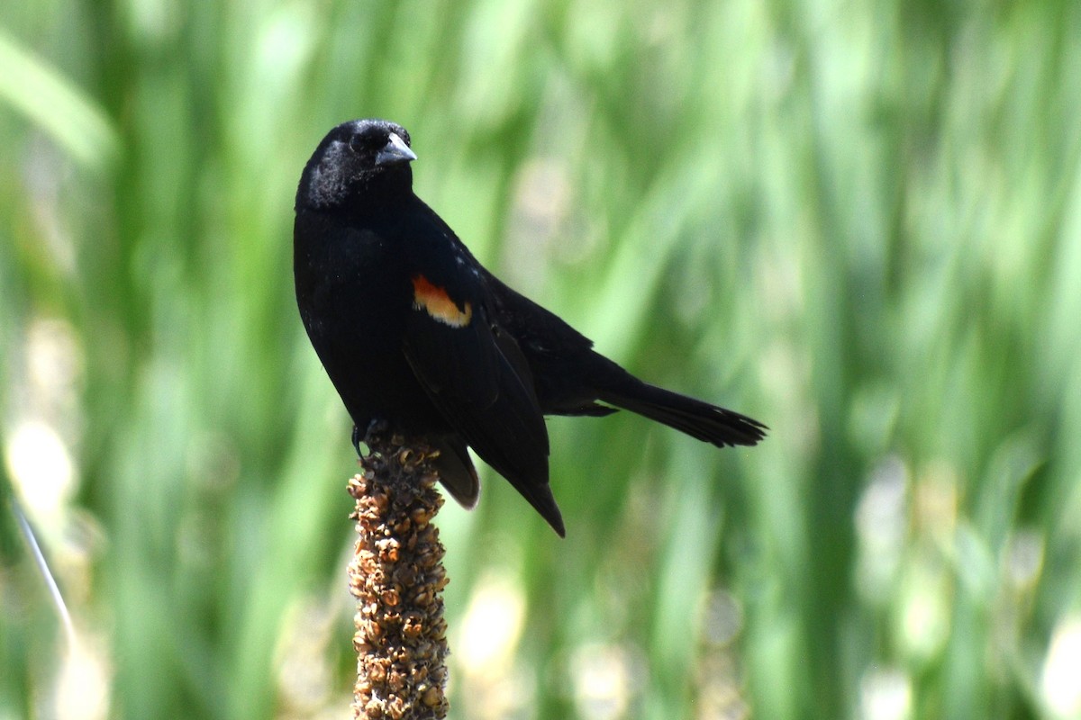 Red-winged Blackbird - Cate de la Garza Millard
