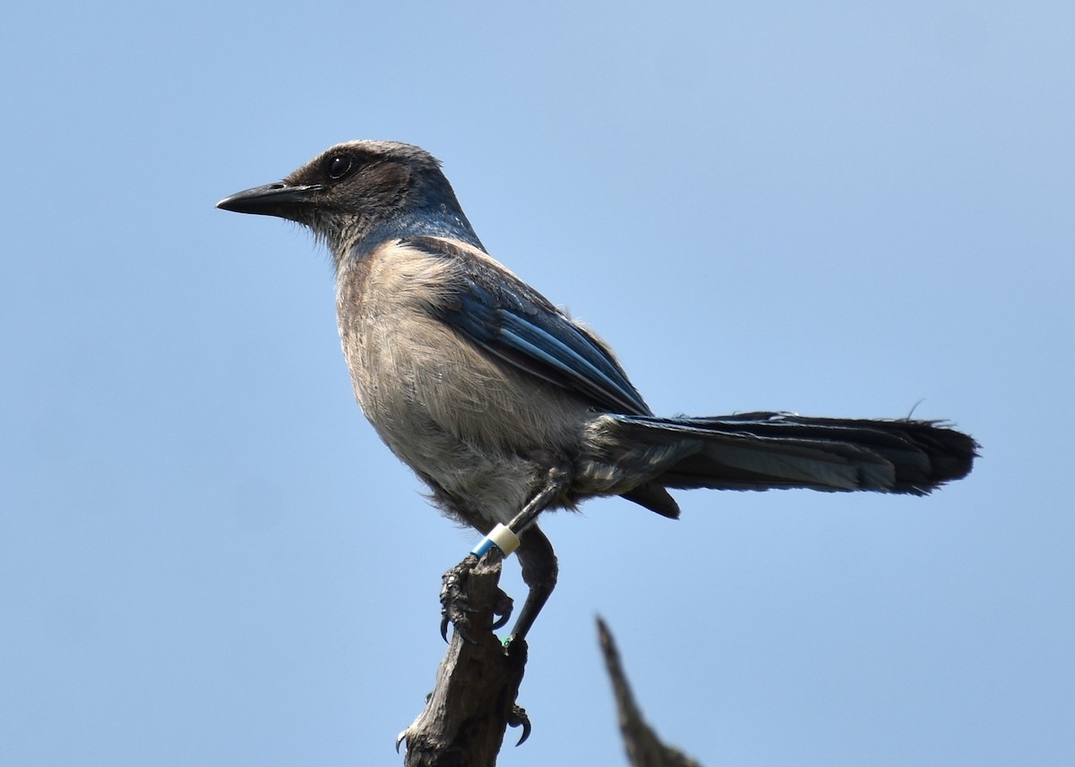 Florida Scrub-Jay - Don Carbaugh