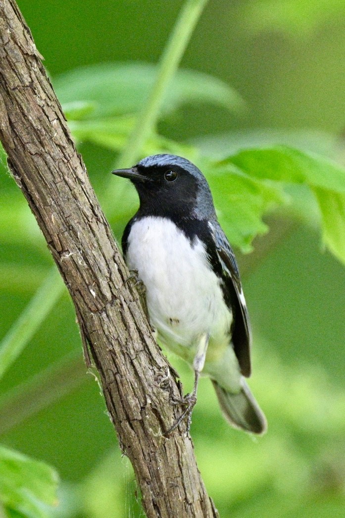 Black-throated Blue Warbler - ML619316248