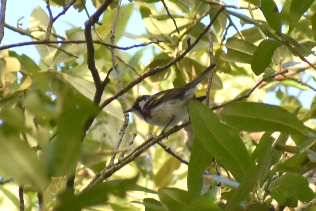 Chestnut-sided Warbler - Claire H