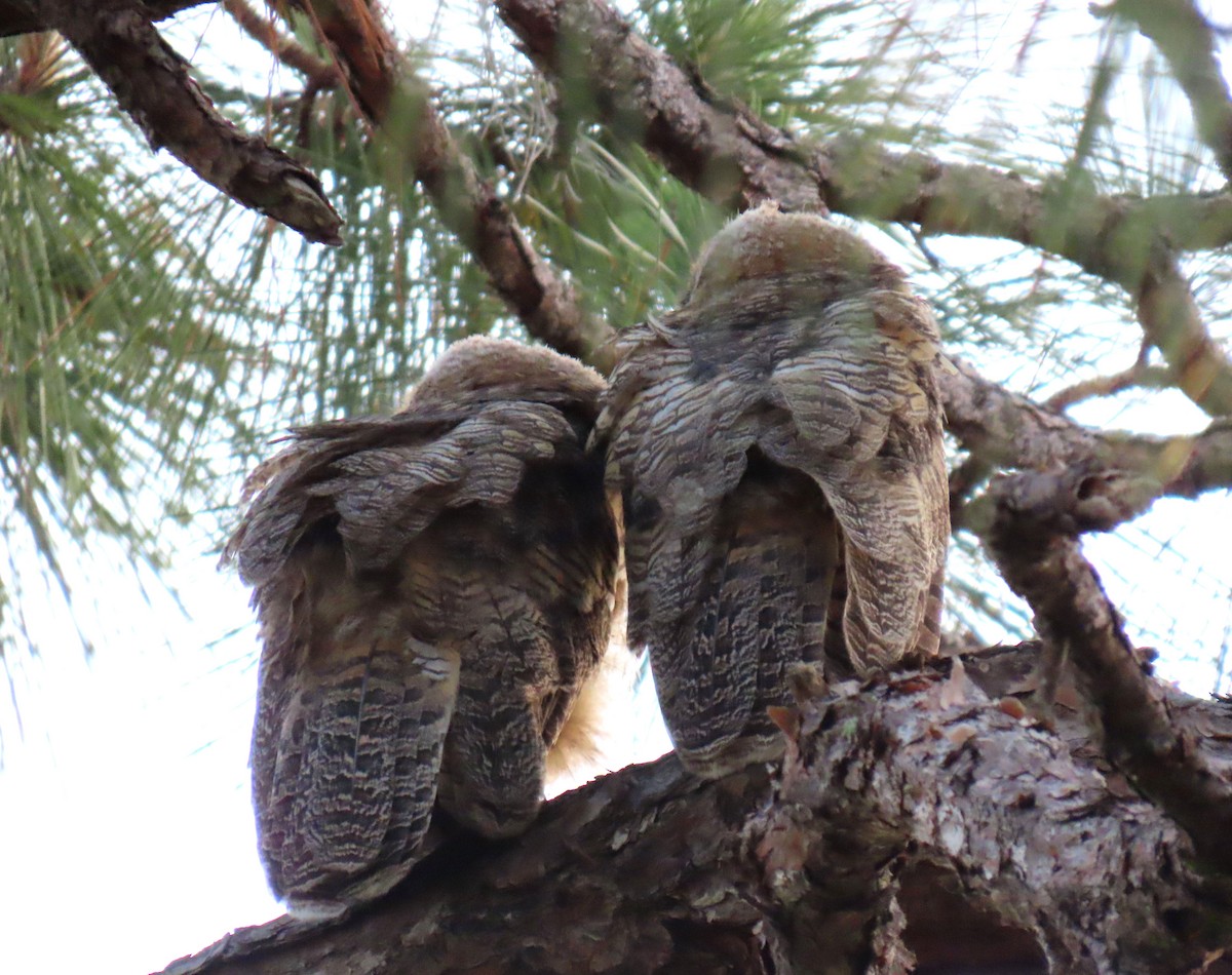 Great Horned Owl - Monica Higgins