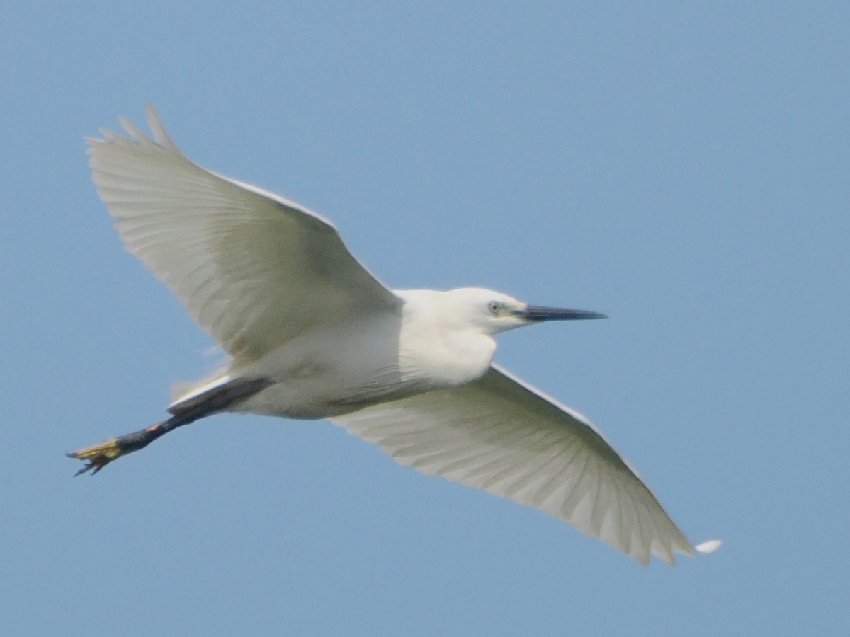 Little Egret - Charles Lam