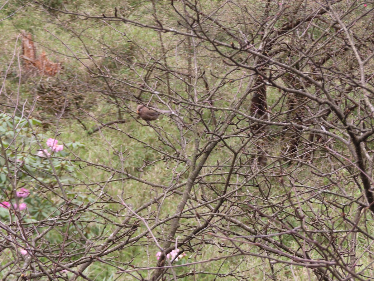 Gray-hooded Parrotbill - ML619316269