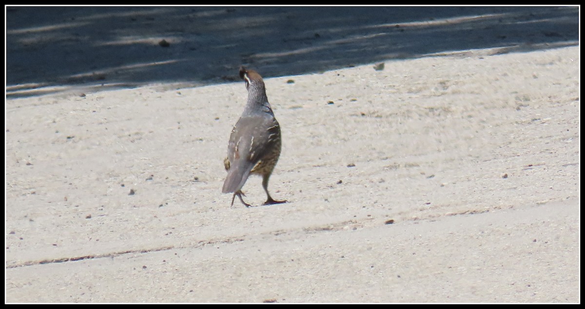 California Quail - Peter Gordon