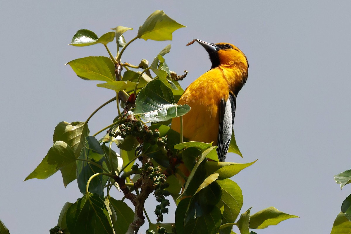 Bullock's Oriole - Steve Parker