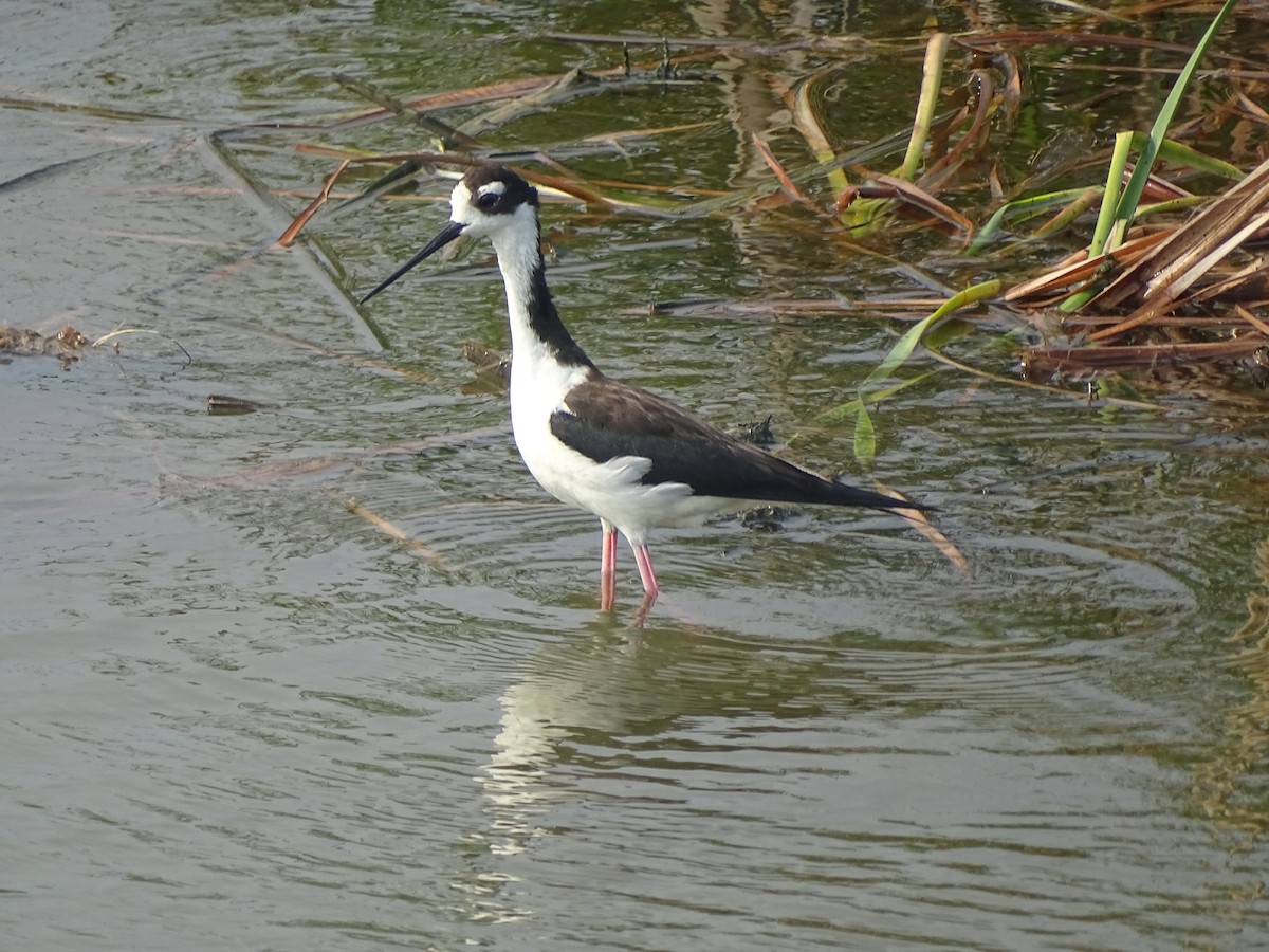 Black-necked Stilt - Baylor Cashen