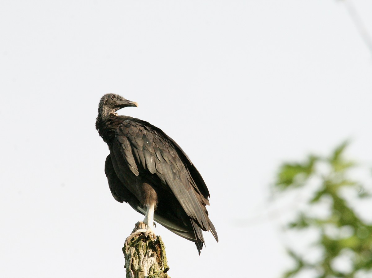 Black Vulture - Andrew Charles