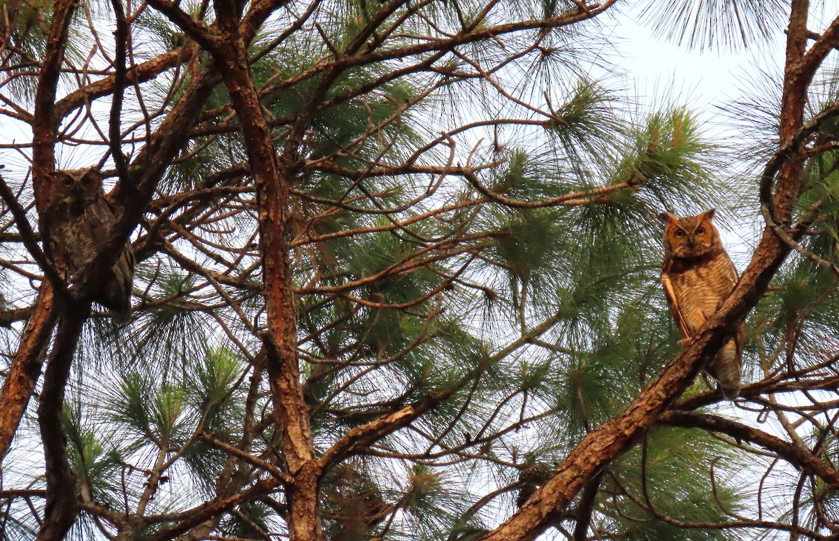 Great Horned Owl - ML619316299