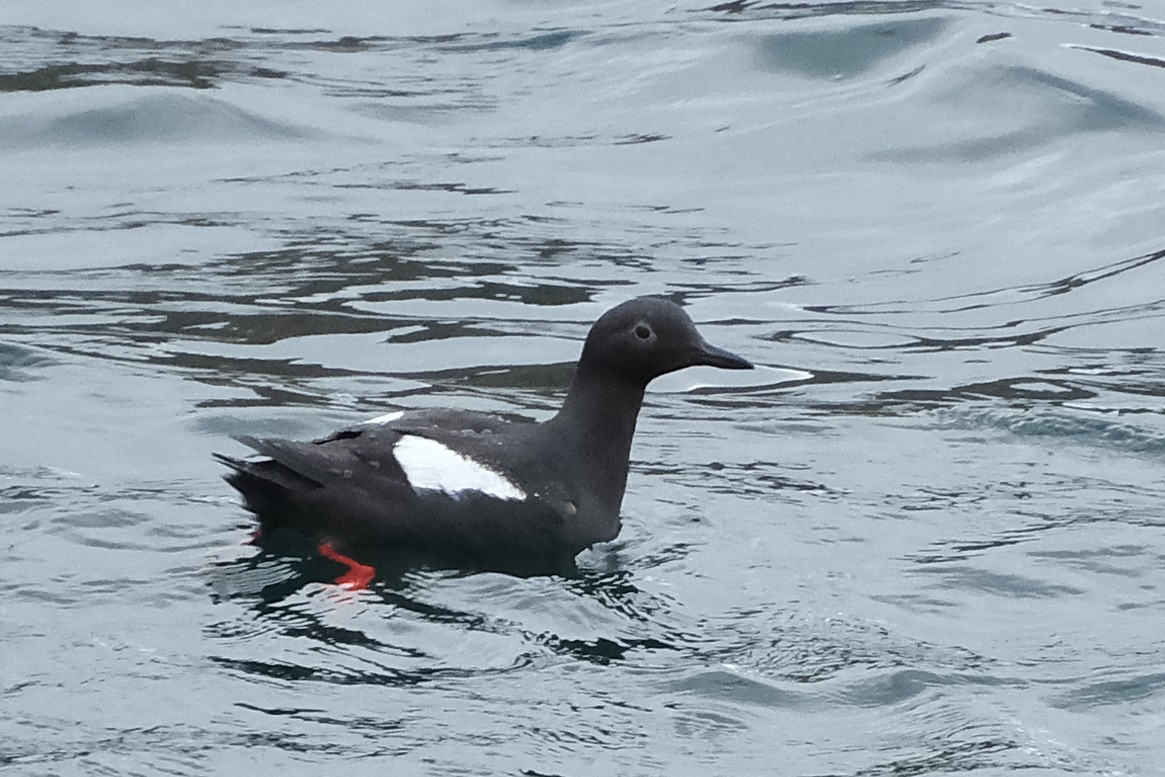 Pigeon Guillemot - ML619316303