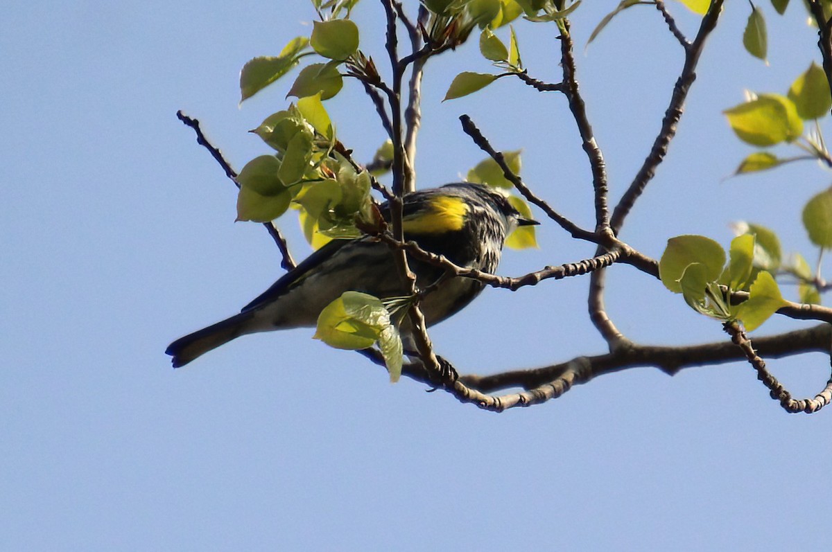 Yellow-rumped Warbler - Elaine Cassidy