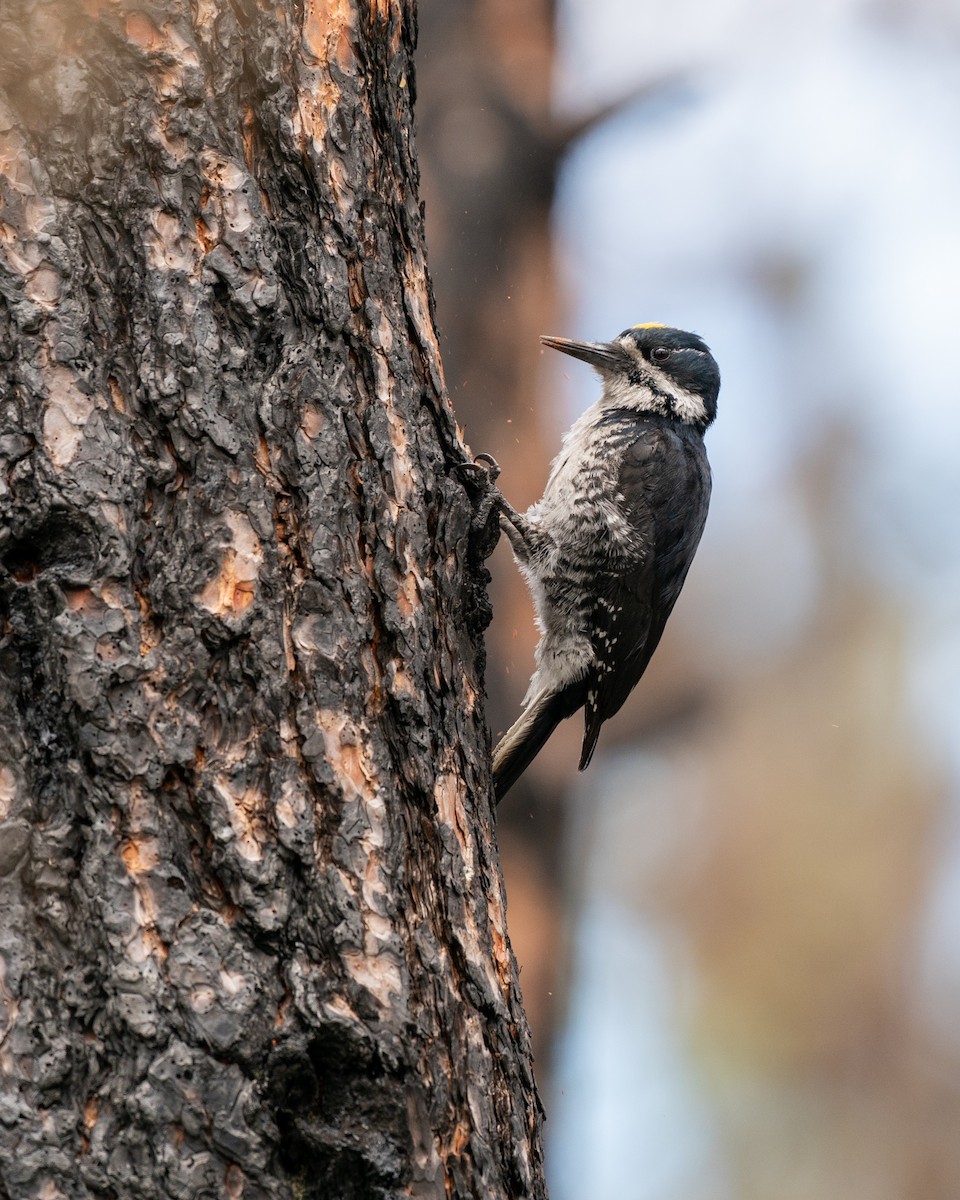 Black-backed Woodpecker - Matt Dalessio