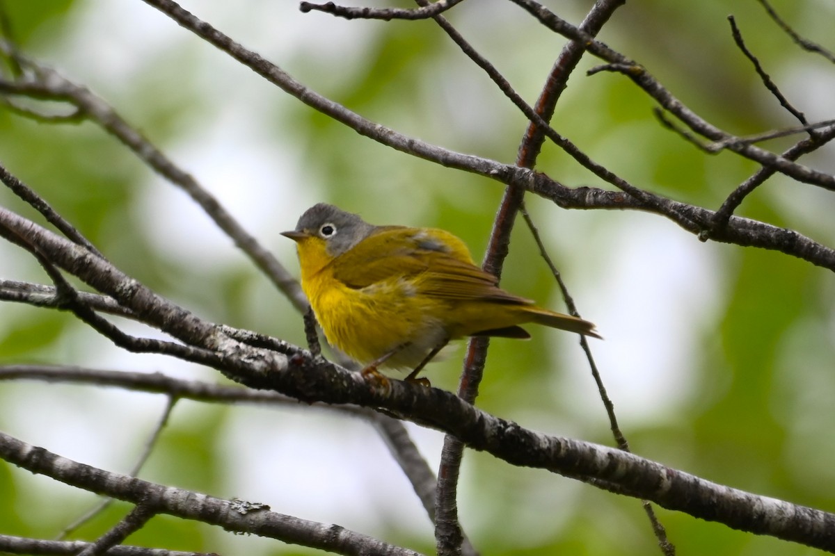 Nashville Warbler - Francois Cloutier