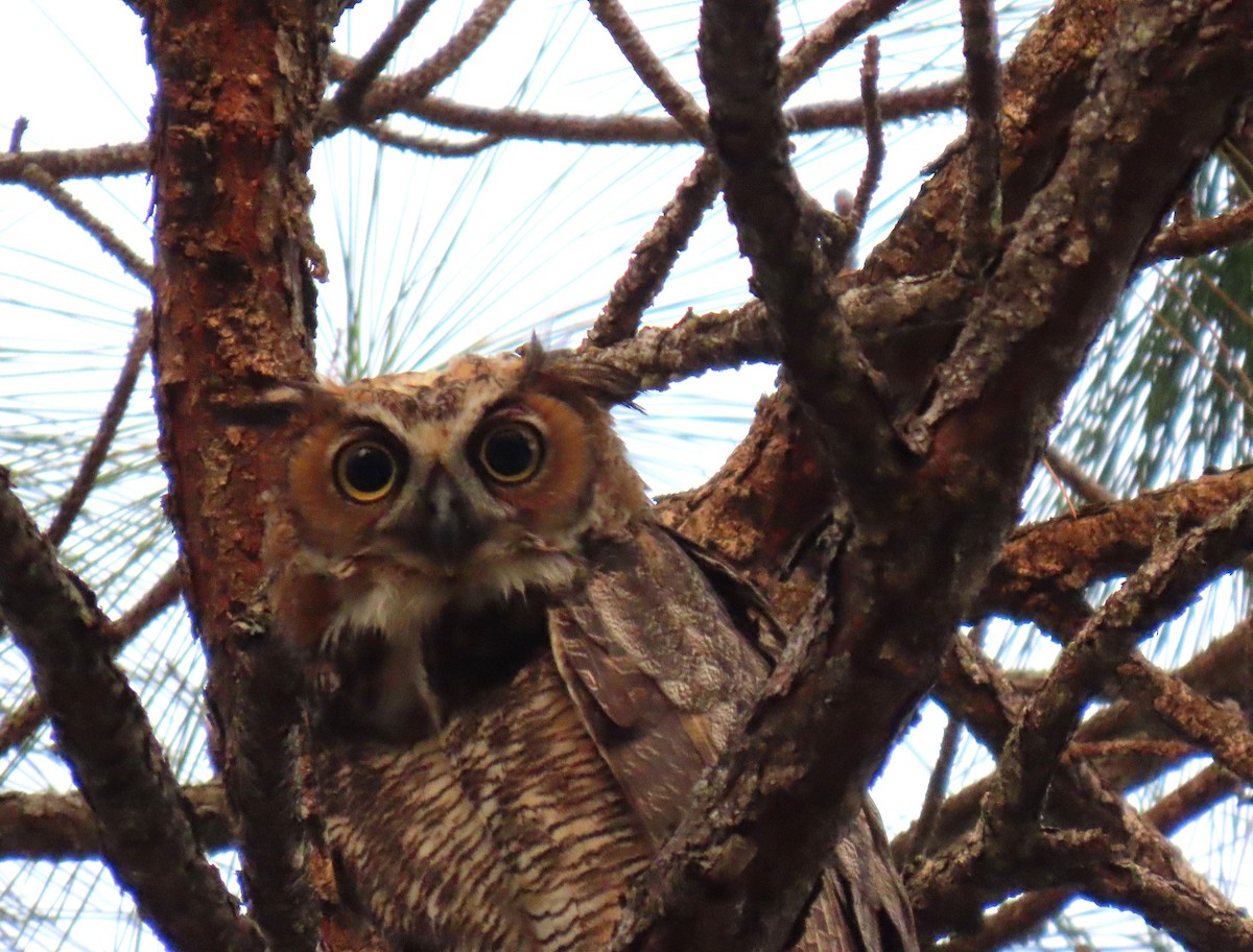 Great Horned Owl - ML619316317