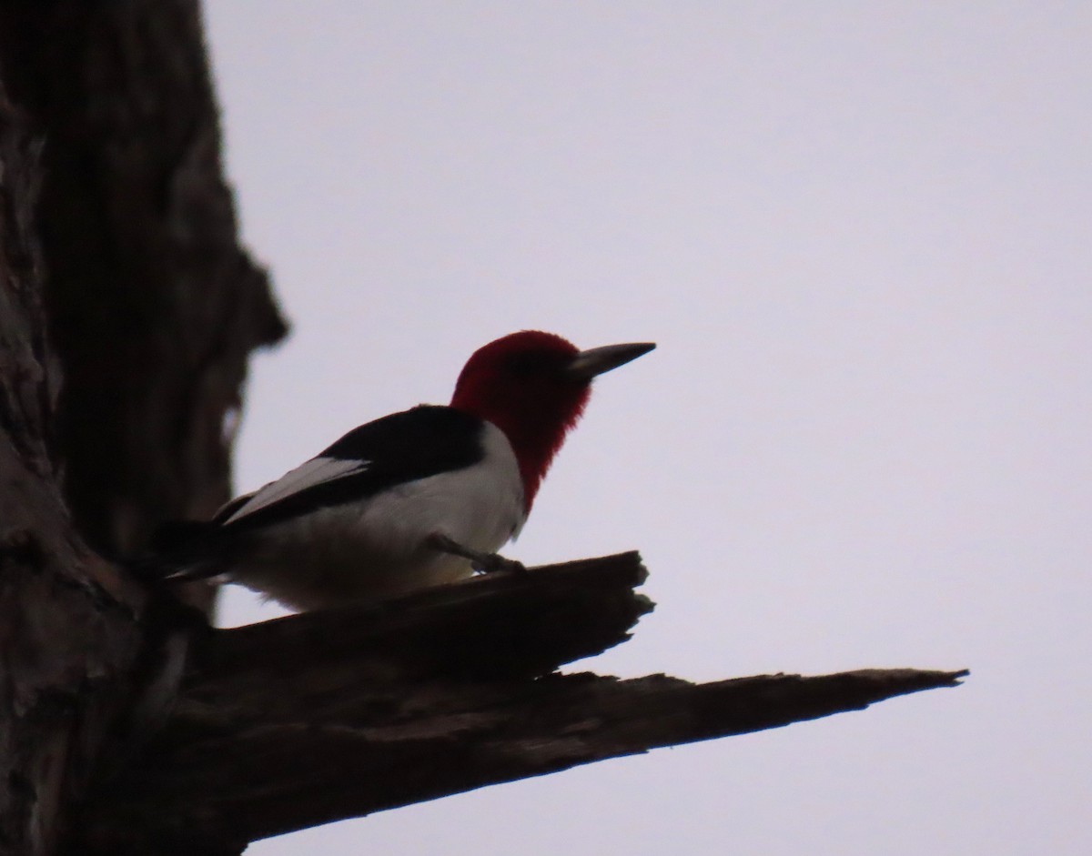 Red-headed Woodpecker - ML619316326