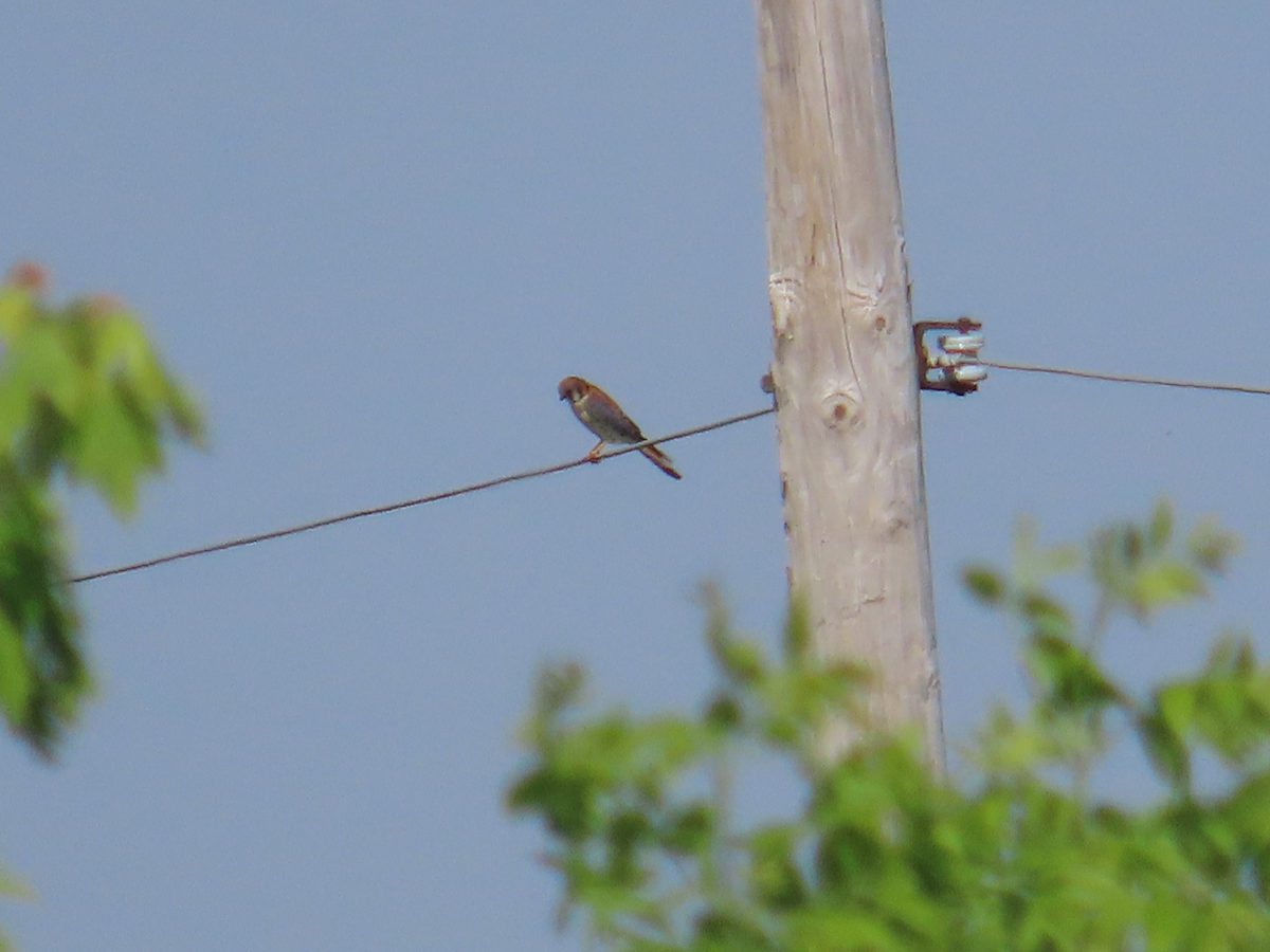 American Kestrel - Carolyn Sanders