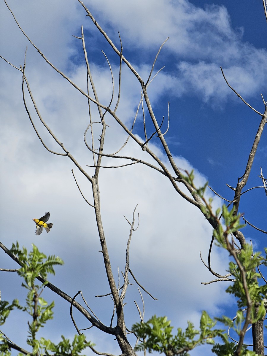 Western Tanager - Anonymous