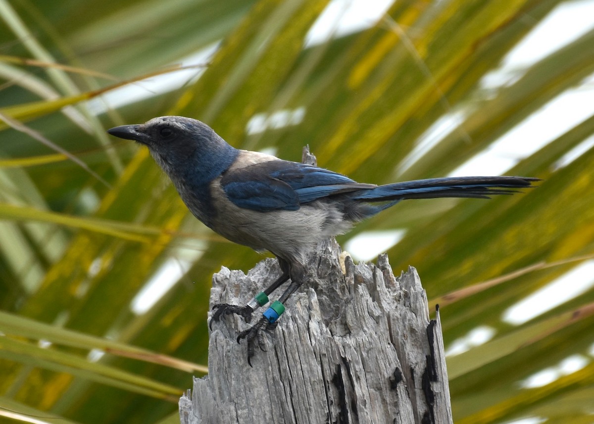 Florida Scrub-Jay - ML619316342