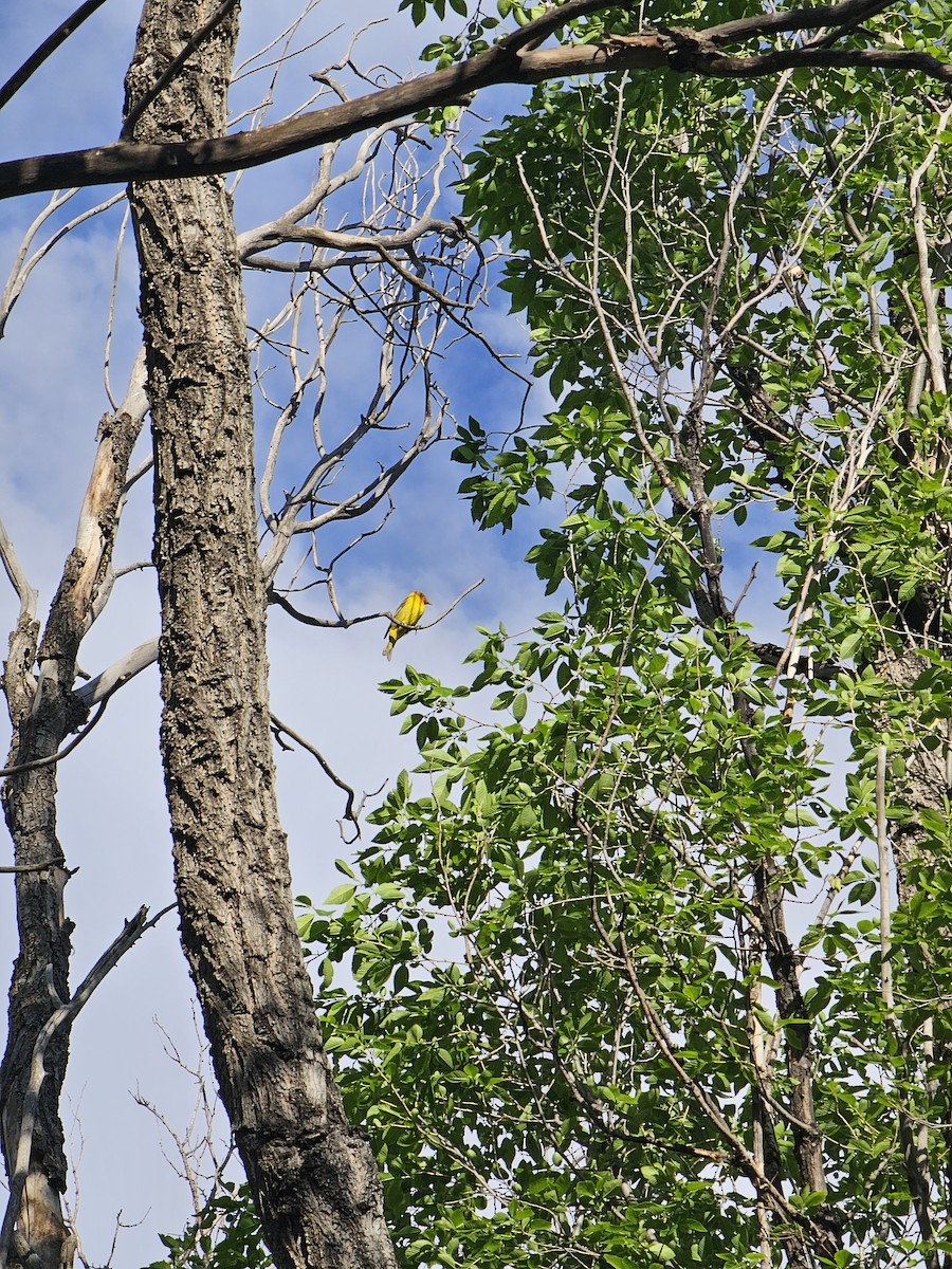 Western Tanager - Anonymous