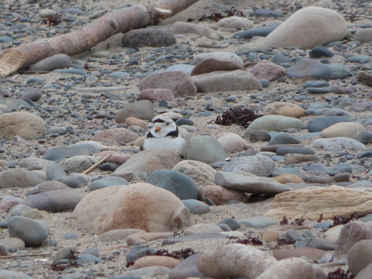 Piping Plover - M A Boyd