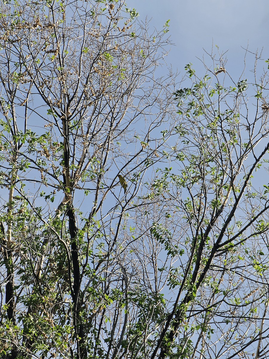 Western Tanager - Anonymous