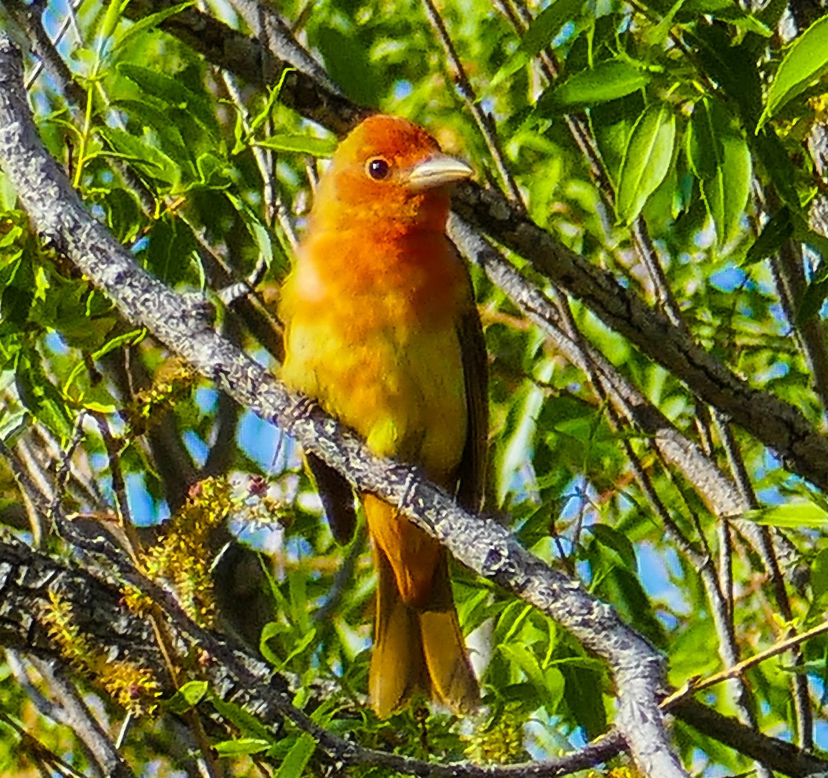 Summer Tanager - ML619316370