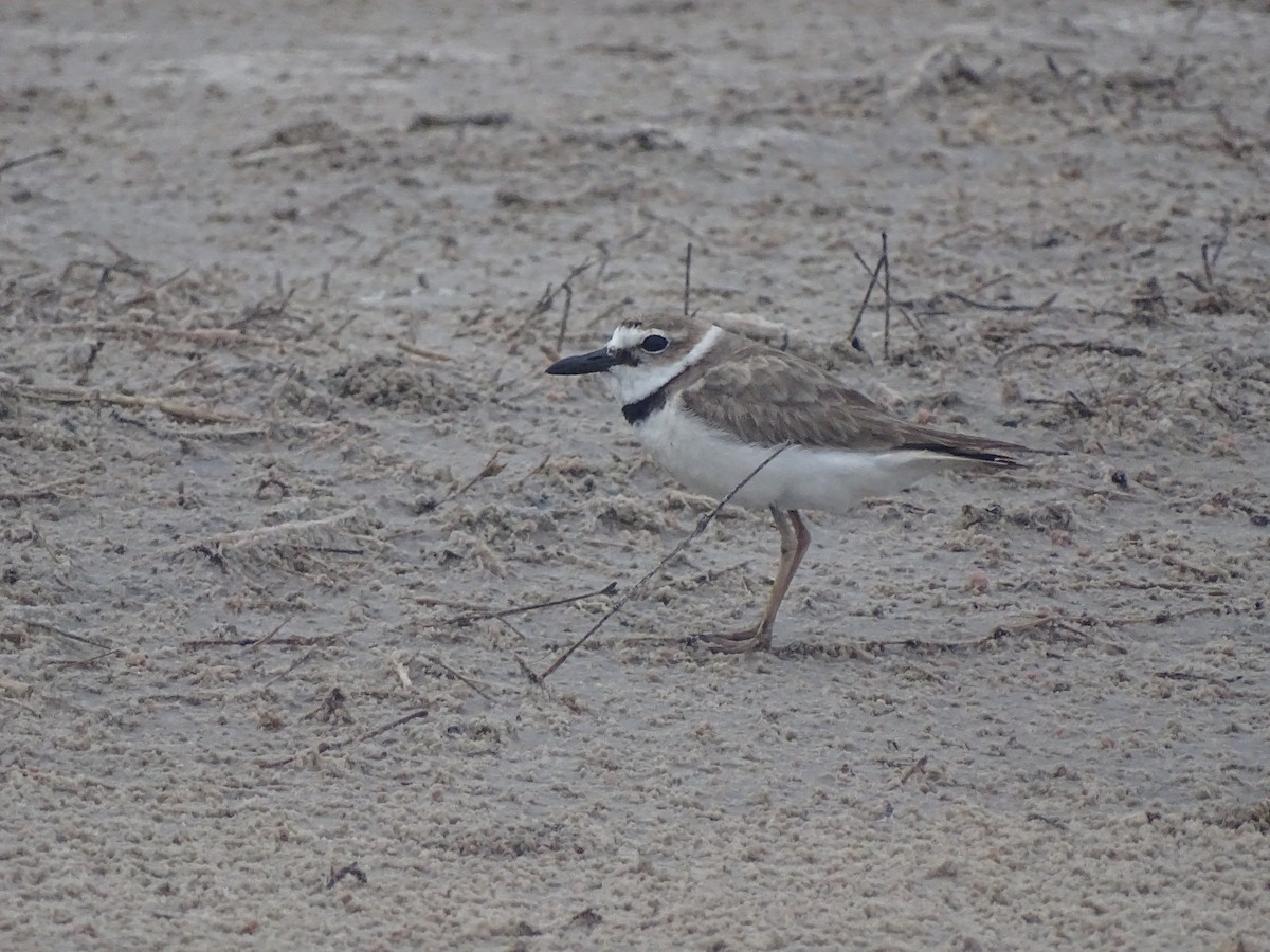 Wilson's Plover - Baylor Cashen