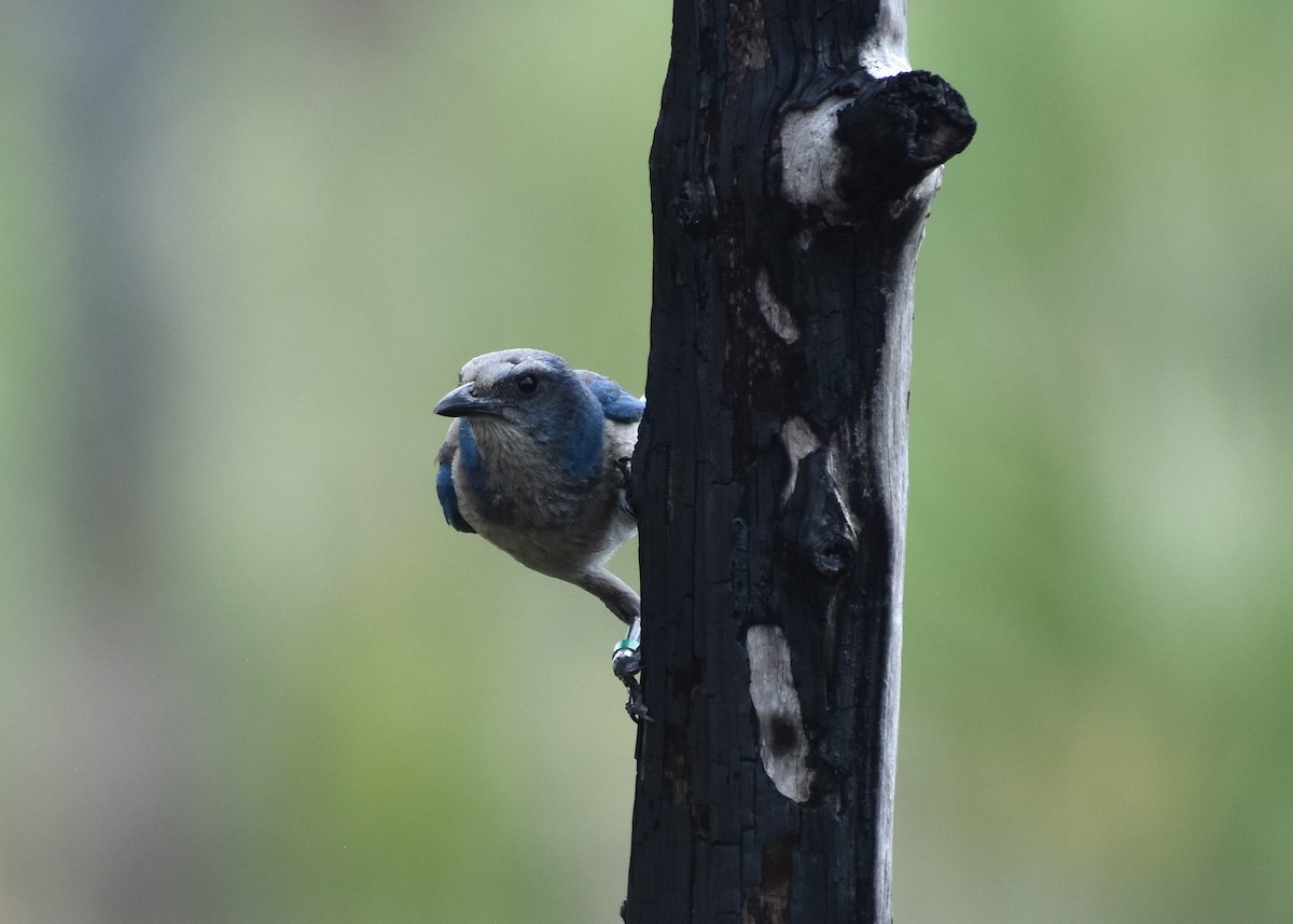 Florida Scrub-Jay - ML619316372